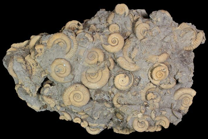 Dactylioceras Ammonite Cluster - Germany #92870
